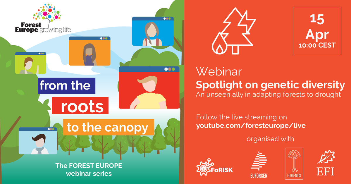 📣 New webinar alert: “Spotlight on genetic diversity: An unseen ally in adapting forests to drought' on Monday 15 April! 🌿🧬 Join @FORESTEUROPE, @FORGENIUS_EU, & @EUFORGEN to discuss forest #genetic diversity & its importance for #forest adaptation ⬇️ youtube.com/foresteurope/l…