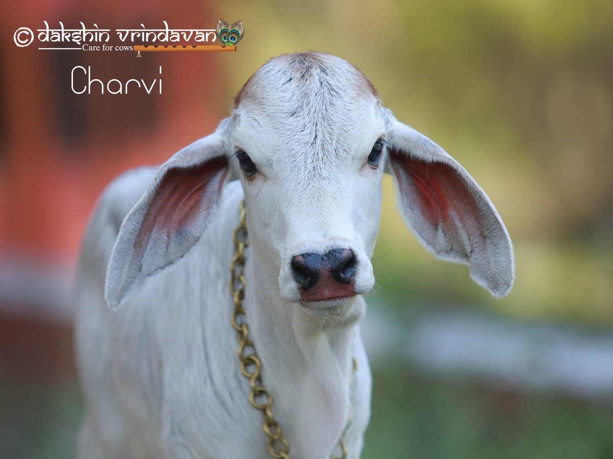 New Admission Alert! Please kindly Retweet 9 year old girl saves a calf from slaughter! Read more for detailed story With the tenderest of emotions, we invite you to embrace Charvi . Her journey to us is nothing short of a celestial embrace,