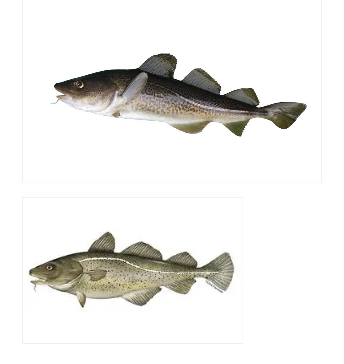 Pacific cod on top

Atlantic cod on bottom

Atlantic Cod has 10x more vitamin A than the pacific cod