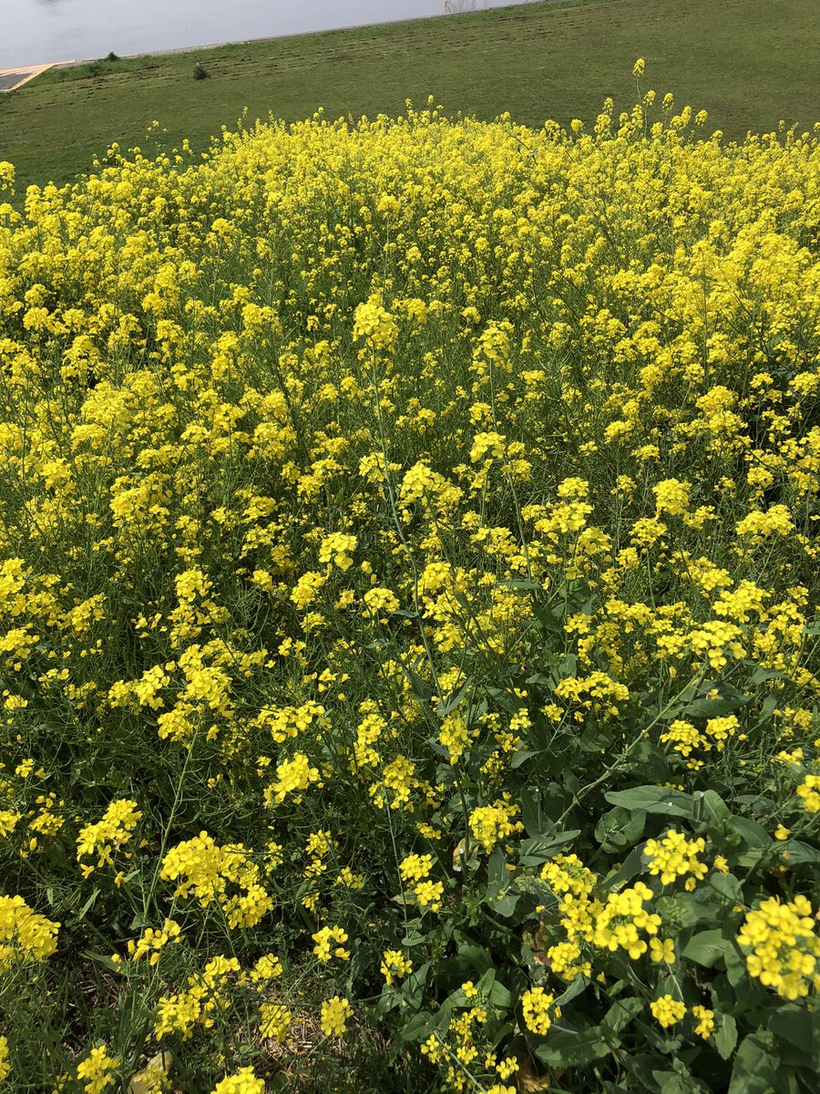 rratm's tweet photo. 江戸川河川敷の菜の花 https://t.co/XCVwdjyUeN
