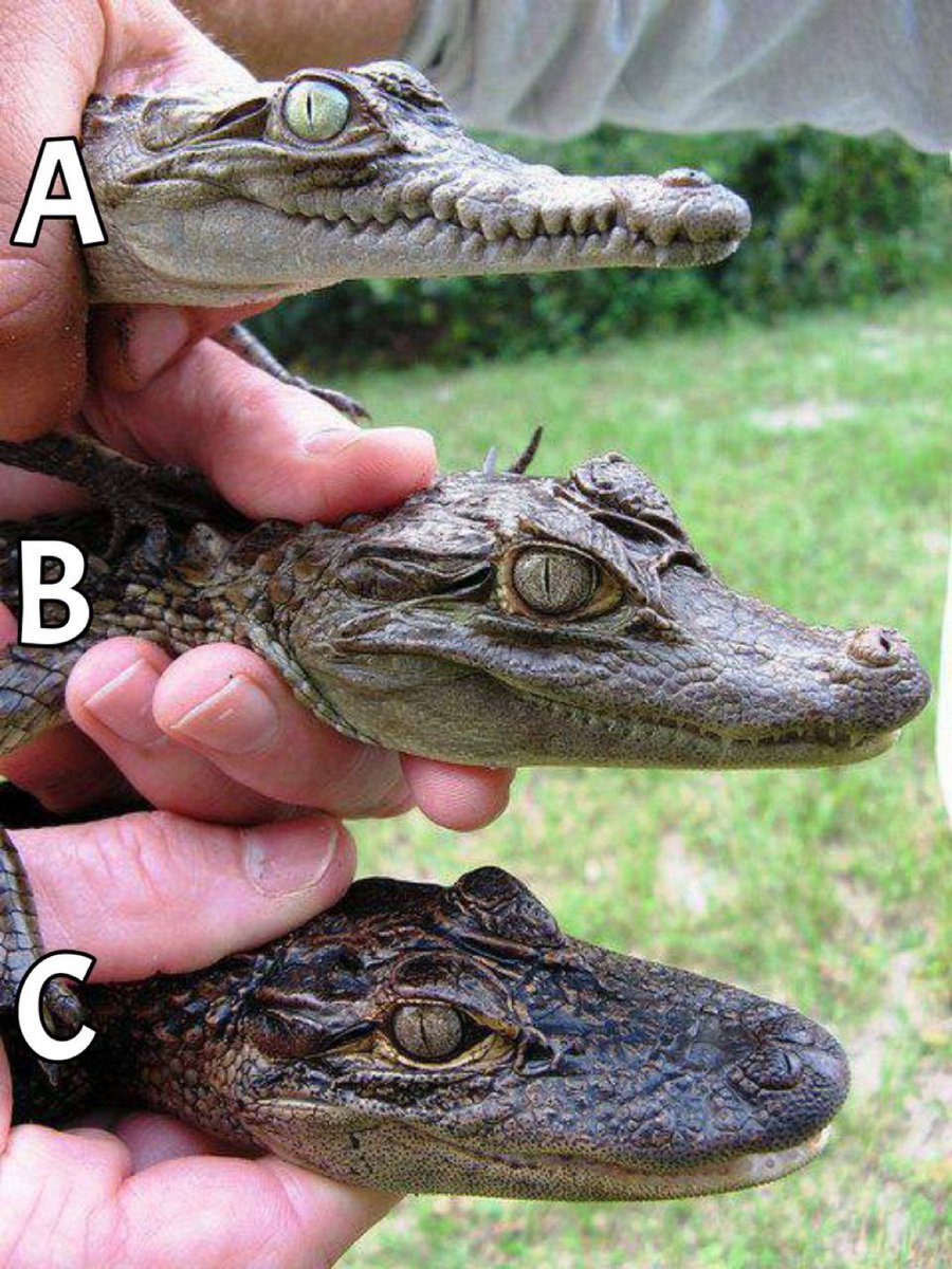 Crocodile, caiman and alligator. Can you tell which is which?