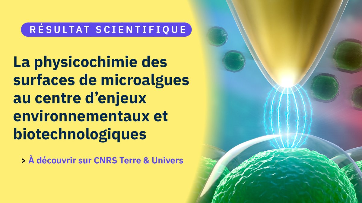 #RésultatScientifique 
Des scientifiques ont évaluer les propriétés physicochimique de la surface des microalgues vertes pour aboutir à un meilleur contrôle des interactions des algues avec leur environnement et l’optimisation des procédés industriels.
insu.cnrs.fr/fr/cnrsinfo/la…