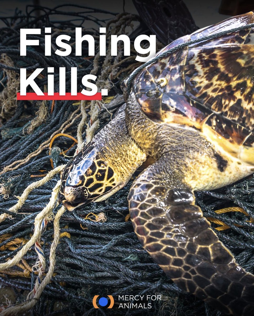 The fishing industry kills millions of fish annually, and it subjects other animals such as dolphins, whales, sea turtles, and seabirds to agonizing deaths after they become hooked or entangled in fishing gear. Remove your support from this industry by ditching seafood!