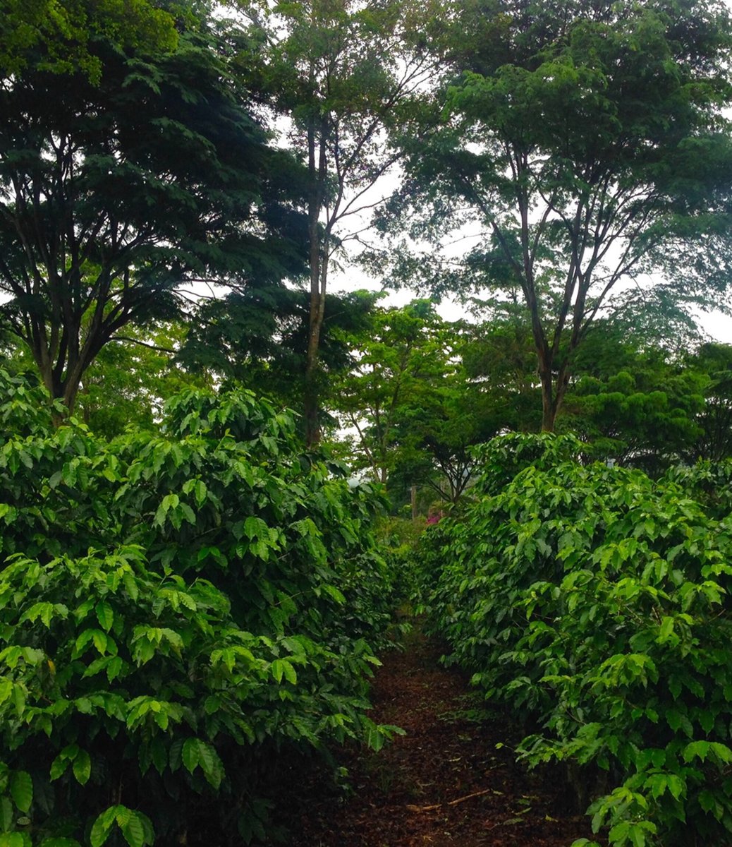 Shade tree trait diversity and functions in agroforestry systems: A review of which traits matter 📑 Proposes a matrix of shade tree traits that influence desirable agroecosystem outcomes for farmers 🌲 🔗 doi.org/10.1111/1365-2…