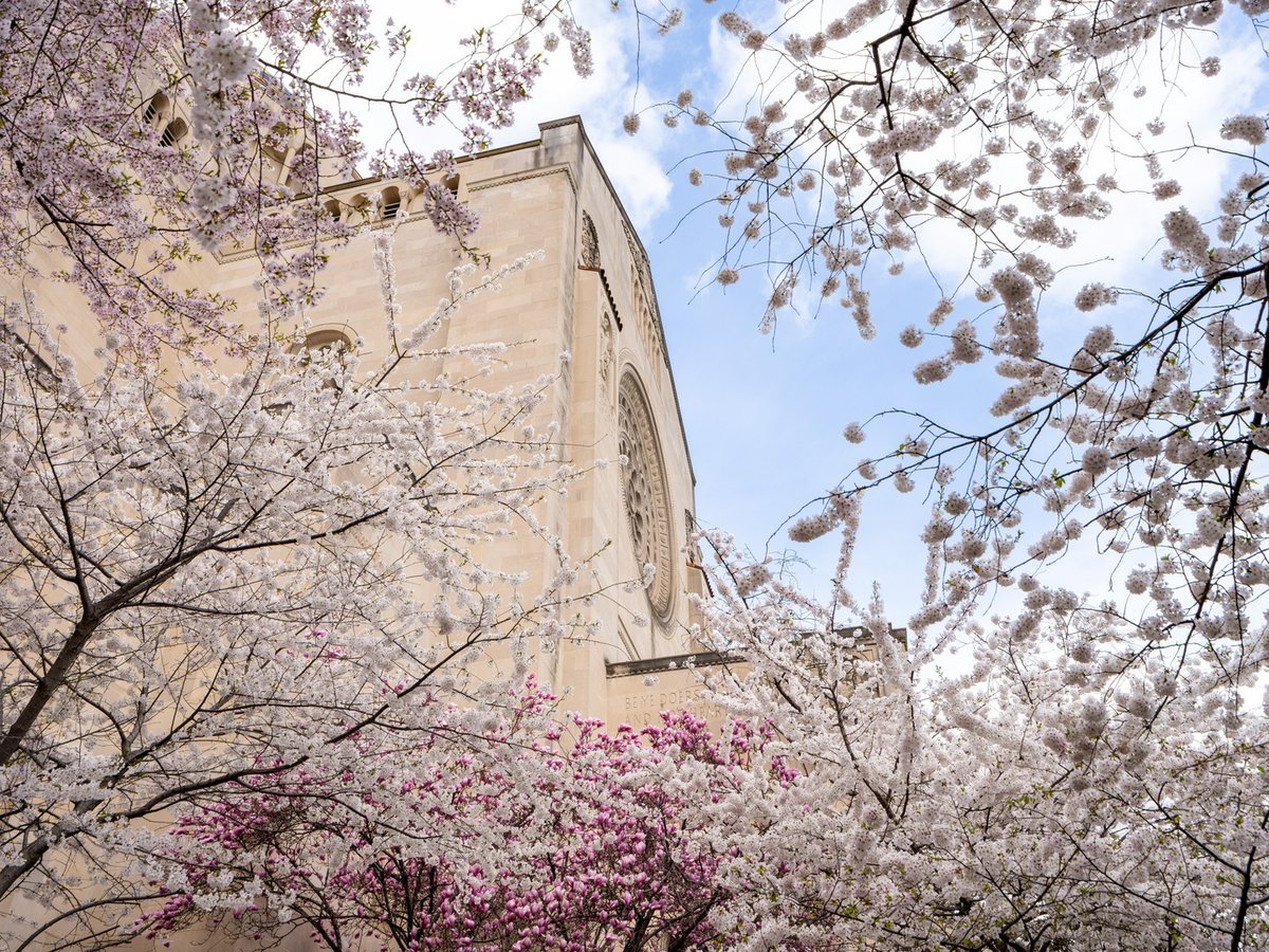 MarysShrine's tweet image. Have you seen the cherry trees on the grounds of the Basilica? #exploredc #cherryblossoms