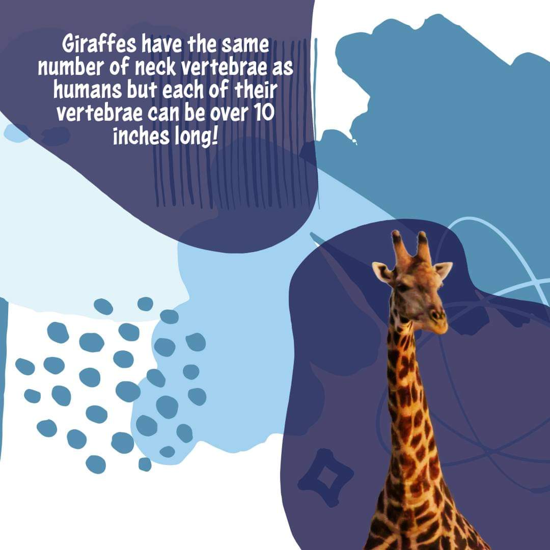 🦒 Dive into the wild world of giraffes with our latest fascination: giraffe vertebrae! 🦒

Did you know that these majestic creatures have some seriously unique neck bones? Their vertebrae are super-sized to support their towering necks, with each bone measuring up to 10 inches