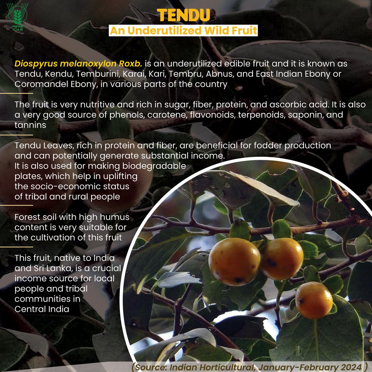 Tendu An Underutilized Wild #Fruit #ICAR @PMOIndia @MundaArjun @KailashBaytu @CimGOI @ShobhaBJP @mygovindia @PIB_India @AgriGoI @DDKisanChannel More details : icar.org.in/indian-horticu…