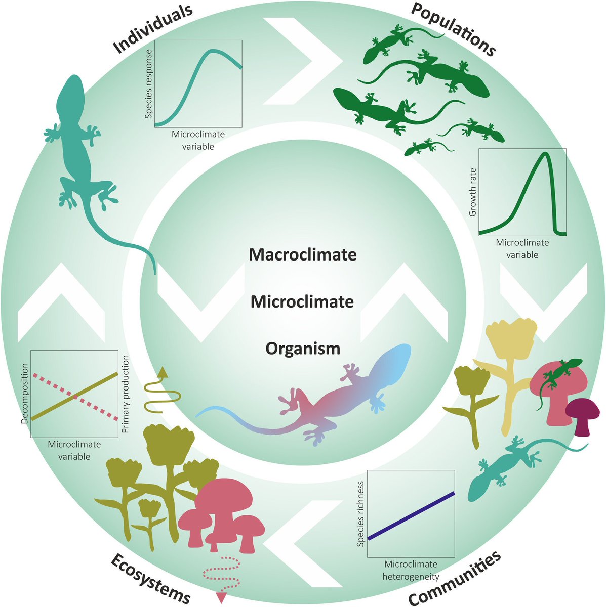 The SoilTemp-network hoped to accelerate the foundation of microclimate science as a global discipline. With a new perspective piece in @GEB_macro, we put that ambition into words. Let me tell you why this paper is so important 👇 the3dlab.org/2024/04/09/mic…