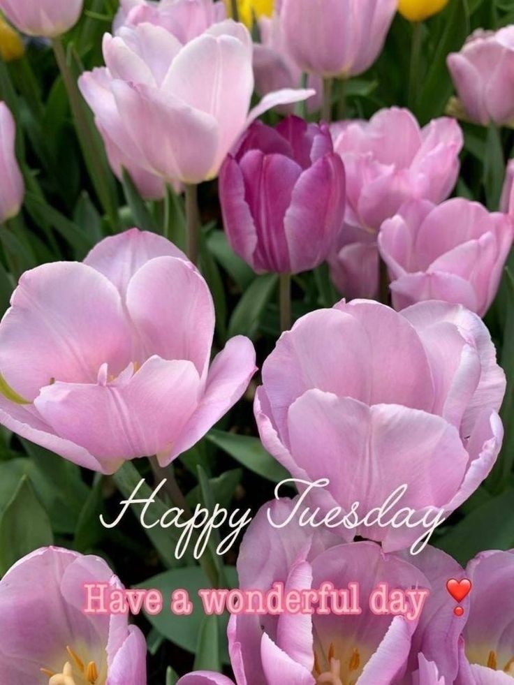 ☀️Happy Tuesday to you all 🌷🌷✨✨🌷🌷✨✨🌷🌷✨✨🌷🌷
