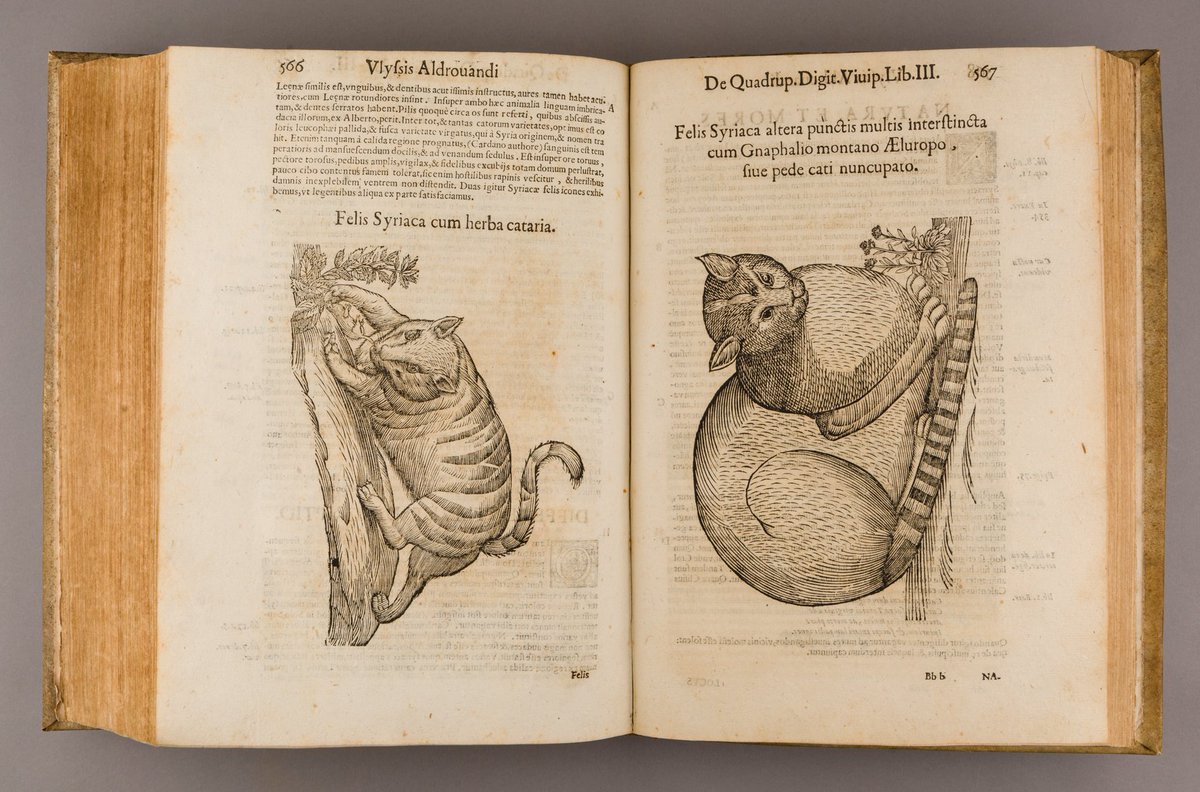 MCNBbiblioteca's tweet photo. 🐾El #LlibreAnticMCNB d'avui és sobre quadrúpedes
📙"De Qvadrvpedib. digitatis viviparis libri tres et de Qvadrvpedib. digitatis oviparis libri dvo"
👉https://t.co/oCXmP9Hdnd
🐱A la imatge, gats salvatges
#MuseuObert https://t.co/4PplLOQR8c