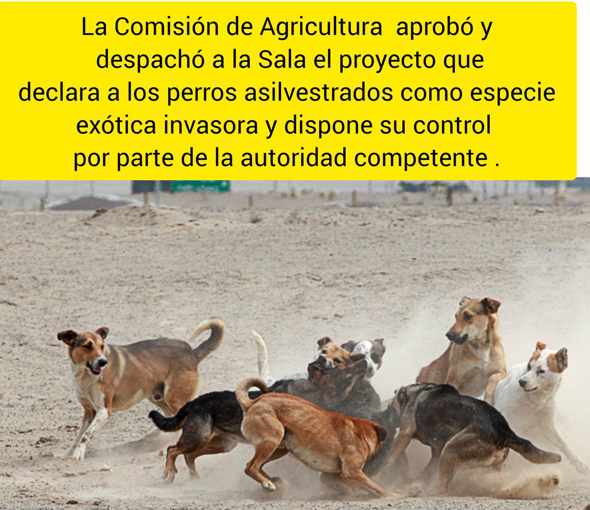 abejasdechile1's tweet photo. Y Considerar que los perros "con dueño" pueden adentrarse en áreas agrestes, recorriendo más de 20 km en una noche. Además de atacar al ganado, depredan especies nativas como guanacos, huemules, pudúes, quiques, colo colos, güiñas, entre otras, sin mencionar a los asilvestrados https://t.co/mhrAei6t4N