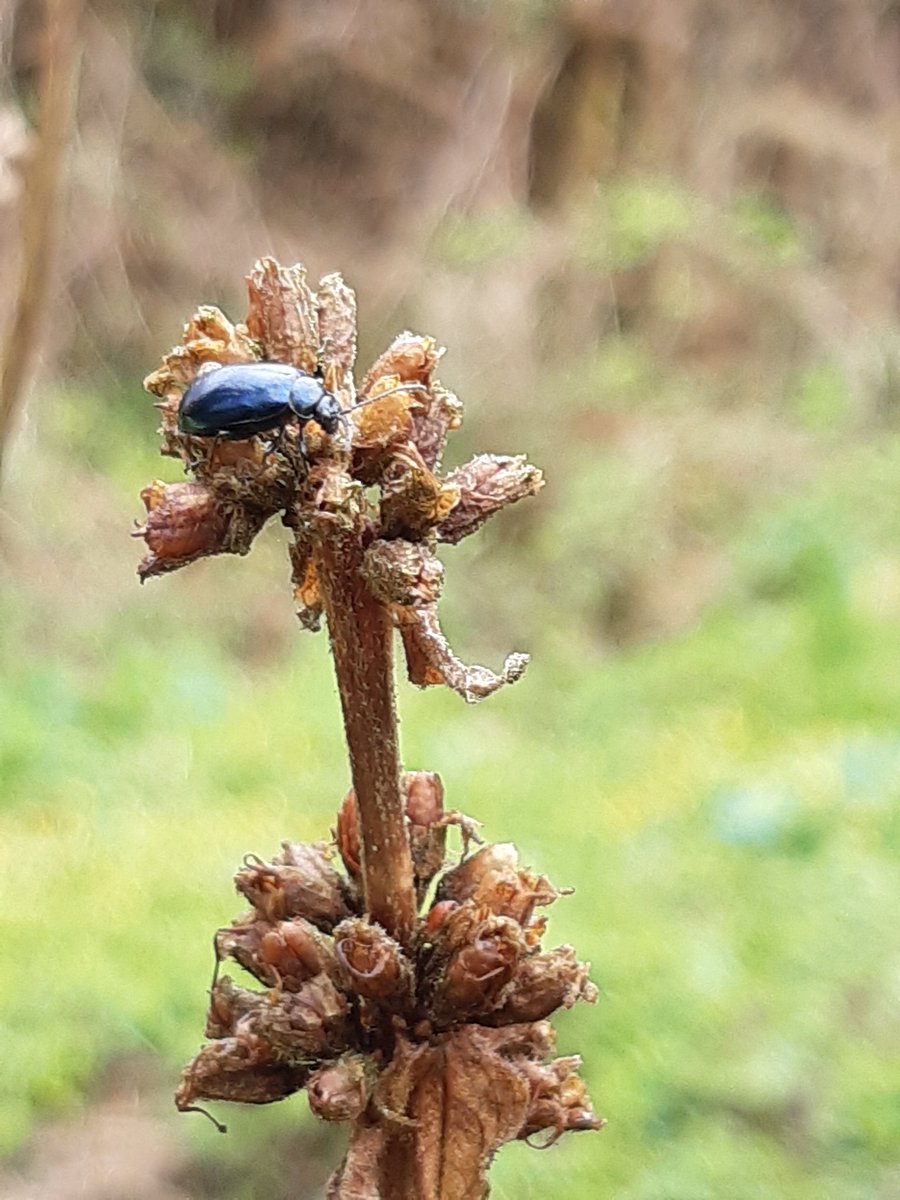 This might be a blue mint beetle....certainly a beetle of some sort...on dead loosestrife stems. Once we got our eye in we found dozens.  If you can give us a better ID, let us know.