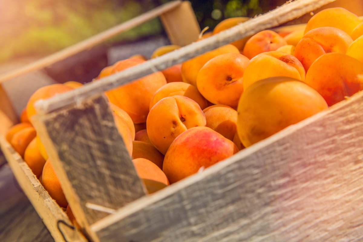 Spargelgenuss 🌱 in grün und weiß, Weindegustationen 🍷 unter blauem Himmel, Aprikosen 🍑 so süß wie der Frühlingsanfang – bald ist es wieder soweit! Welche regionalen Freuden erwartet ihr sehnsüchtig? 👉 wallis.ch/lokale-produkte