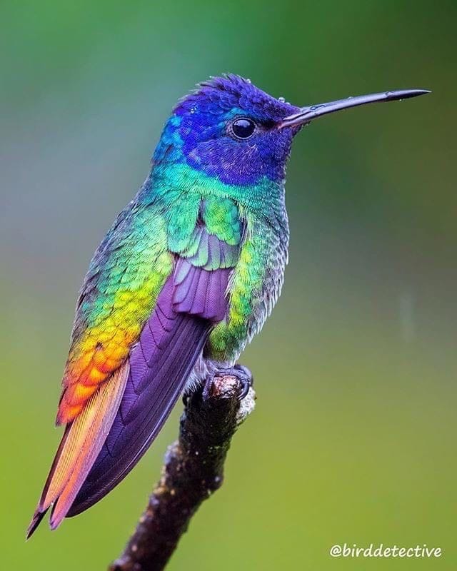 #NoDesign🙄 the splendiferous hummingbird!