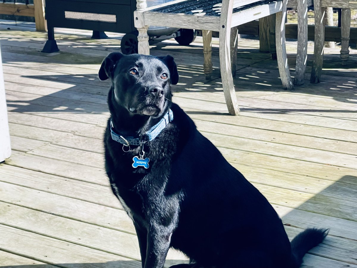 It's so cool to notice nature, the big celestial moments, the beauty of a good dog, but it's also super cool to notice each other, all our nuances and wildness, our hopes and dreams and beauty. Although, maybe not so cool to notice the lettuce in my teeth. xo Murphy Dog