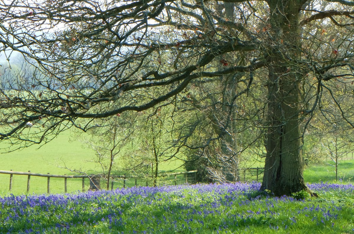 Boldshaves garden is open Thursday 11 April 2-6pm, near Ashford. Spot the first bluebells, have tea and legendary cakes in the garden, admire the spring colour. findagarden.ngs.org.uk/garden/20255/b…