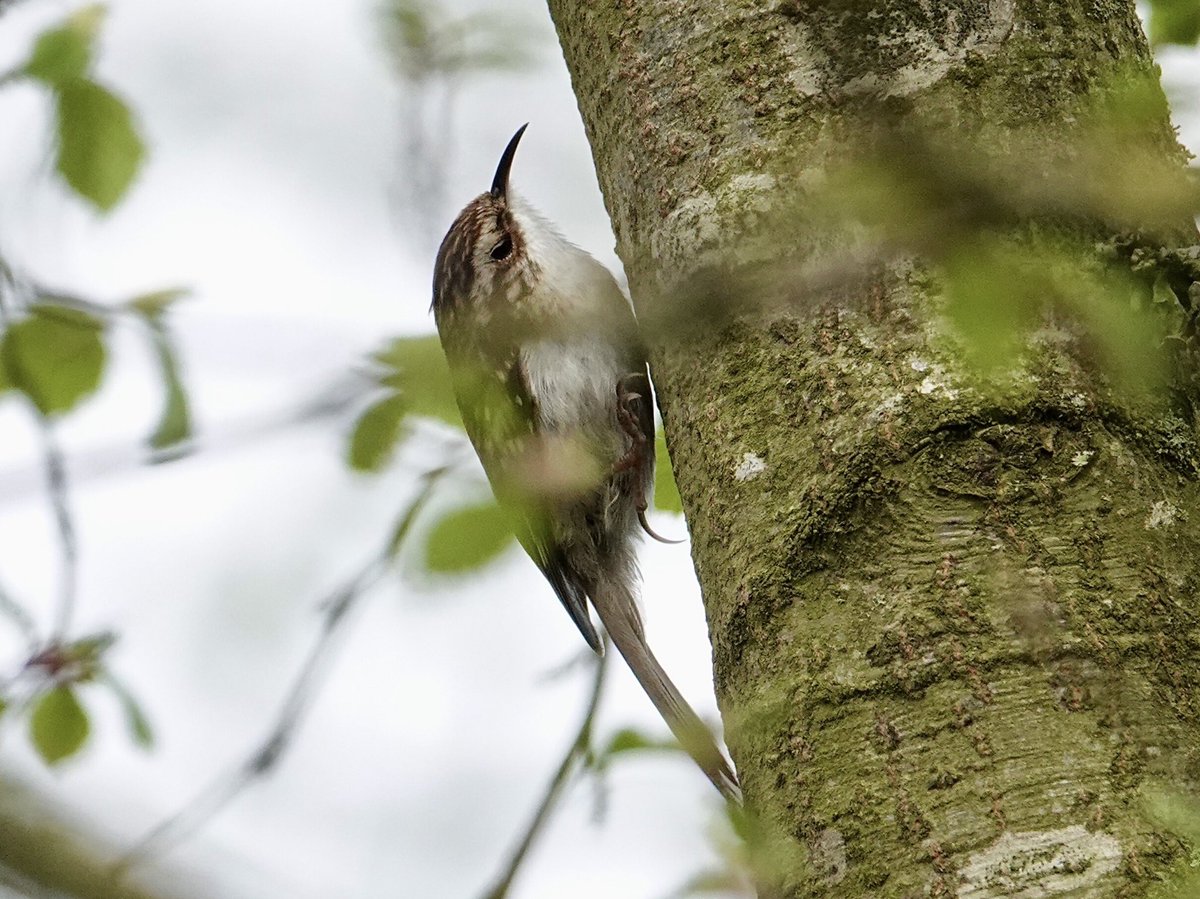 A few more from Stanford reservoir 7/4/24 @StevenW33436788 @c4hub #Northants-birds