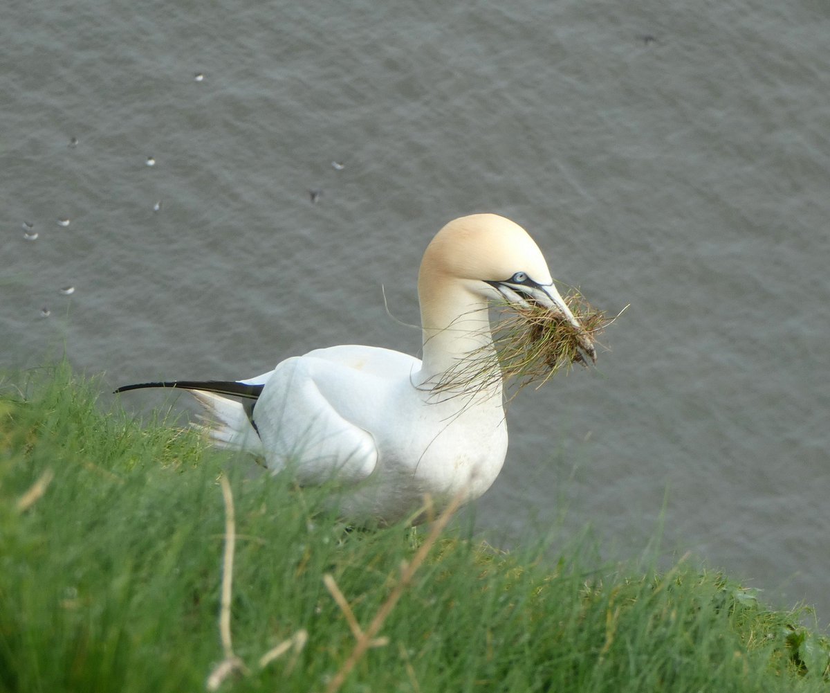 Wonderful to see the gannets back and busy nest building at Bempton. Thanks for likes, retweets, comments @Bempton_Cliffs @Natures_Voice @ThePhotoHour @natureuk