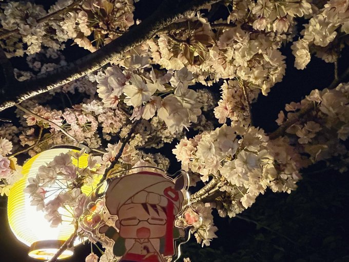 めふたん、夜桜綺麗だったね 