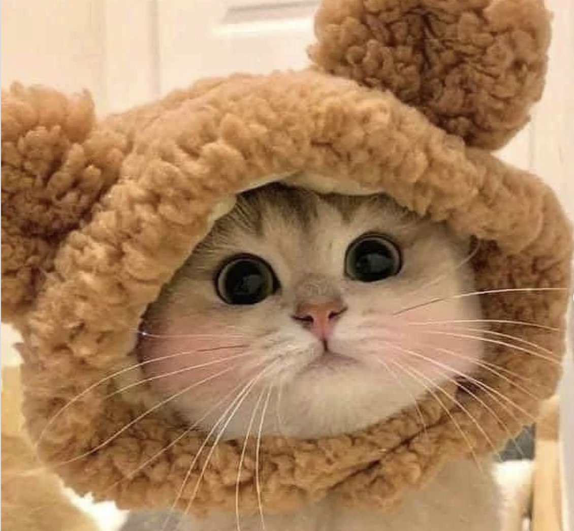 Gm heres a cute cat for the timeline