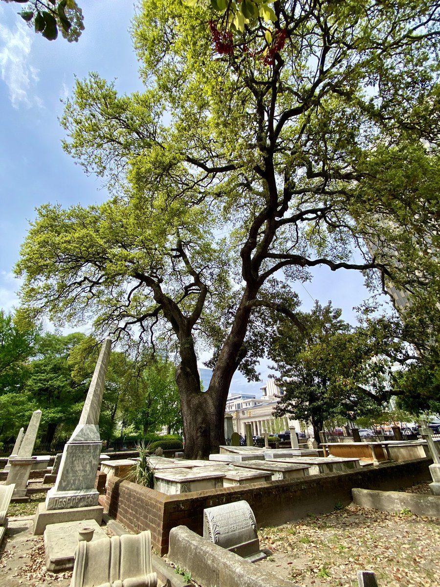 I’ve been waiting since last week to share this towering beauty for #thicktrunktuesday at Trinity Episcopal Cathedral Cemetery in Columbia, SC.