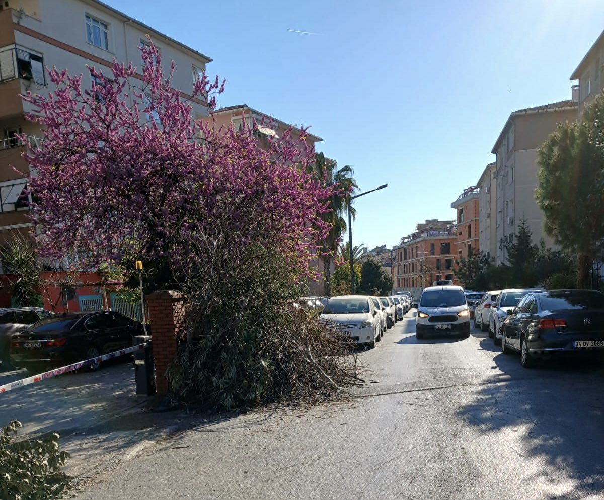 Kartaltepe Mahallemiz Mehmet Sait Sokak'ta ağaç dalları araçların geçişini engellemiş, sürücülerin şikayeti üzerine ağaçlar budanmış, yol güvenli hale getirilmiştir.