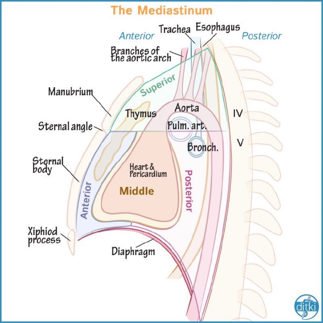 Mediastinum 

@drawittoknowit #MedEd #MedX