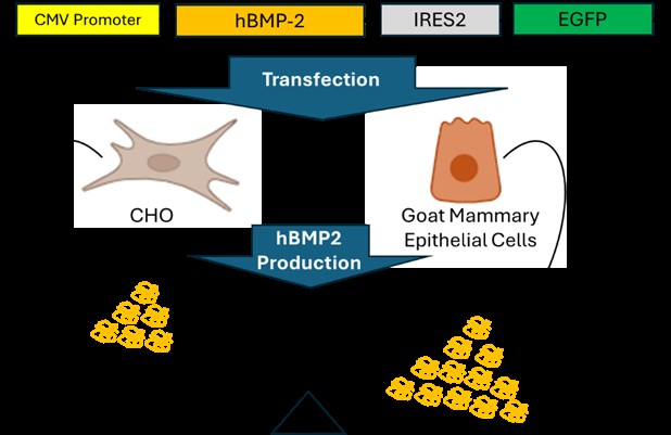 HydNiab's tweet photo. ""New study @HydNiab  shows goat mammary epithelial cells outshine Chinese hamster ovarian cells in producing recombinant human bone morphogenetic protein 2. A fascinating discovery in bioproduction methods!  #CellBiochemistry #Research #Science". DOI: 10.1002/cbf.3982. https://t.co/OT9buvAqVG