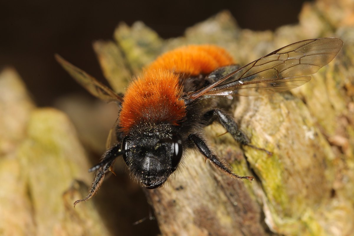 Fuchsrote Sandbienen (Andrena fulva) kommen u. a. in lichten Wäldern und naturnahen Gärten vor. Sie baut ihre Erdnester an wenig bewachsenen Stellen im Boden und legt dort ihre Eier ab.

#natur #nature #insekten #insects #wildbienen #savethebees #artenvielfalt