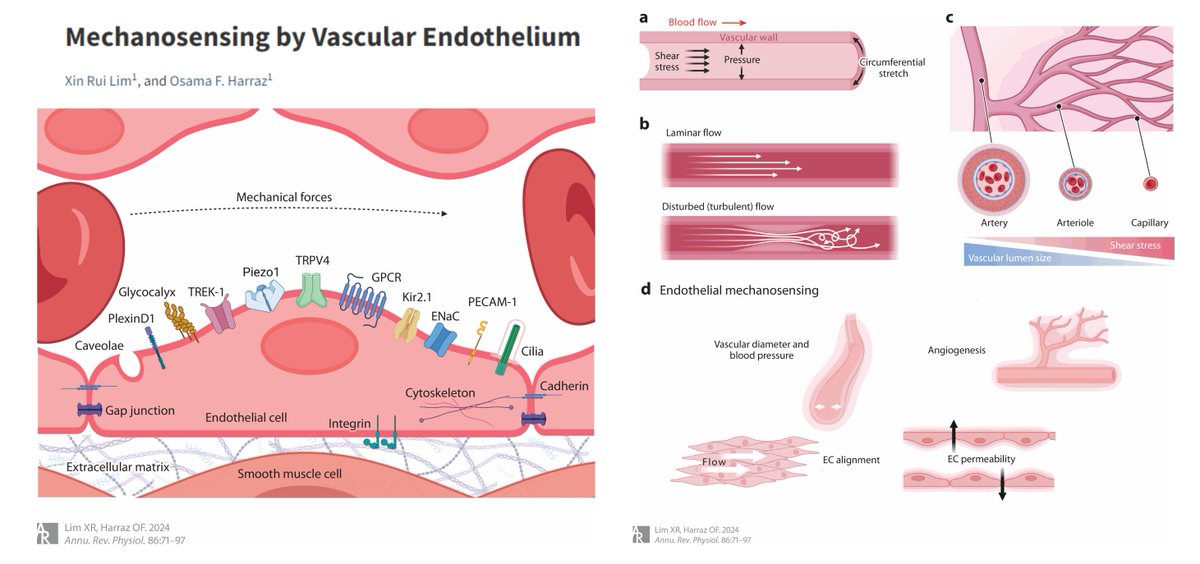 HaoYin20's tweet photo. Mechanosensing by Vascular Endothelium

“Making Sense of Senses”

A comprehensive review of #endothelialCell Shear & Stretch sensors
Must-read!👹

Ion channels
#Piezo1 TRPV4 KIR2.1 ENaC TREK-1

Receptors
GPR68 BK2 S1PR1 H1R

Membrane structures
Glycocalyx Caveolae Integrin CD31/VE-cad/VEGFR2 PlexinD1

Any compressive force sensor?😃

Alk5/TGFβR1 also acts as shear sensors to drive #EndMT😁

@XinRuiLimEmily1 @OsamaHarraz Annu Rev Physiol 2024 @AnnualReviews
https://t.co/bNijNT8ErR