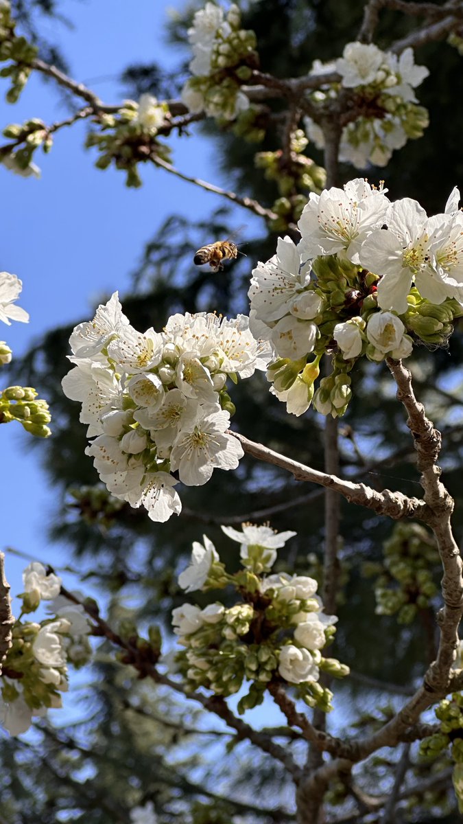 zinedkaloc's tweet image. Bahar gelmiş 🌸🐝