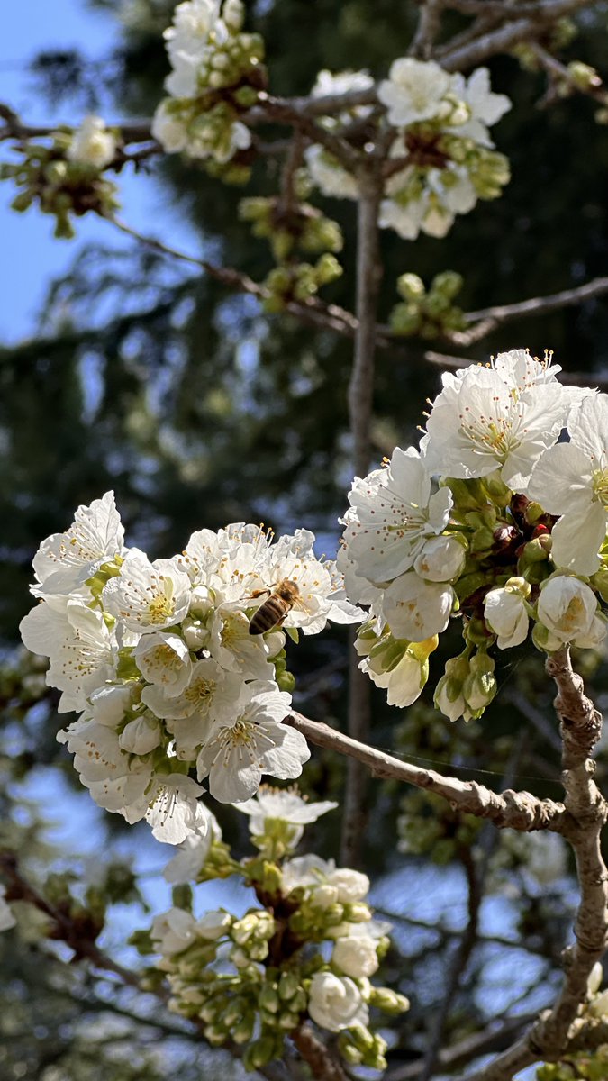 zinedkaloc's tweet image. Bahar gelmiş 🌸🐝