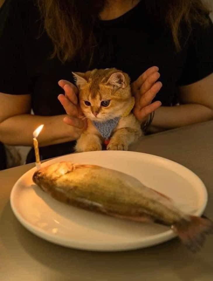ShouldHaveCat's tweet photo. https://t.co/Nrl3qWj1T7