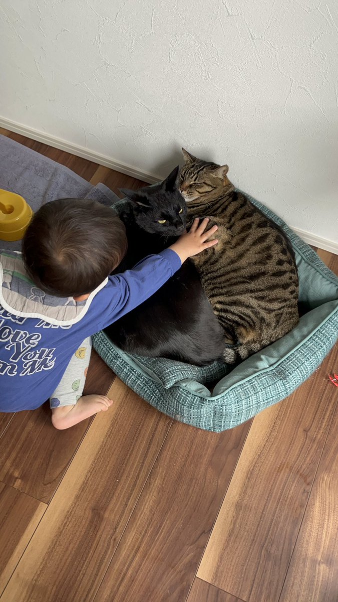 ontogaku's tweet photo. 息子👦との距離もすぐに逃げなくなっ���きてくれて嬉しい☺️
いつか一緒に寝てくれたりしたらヤバすぎる😍

#猫のいる暮らし https://t.co/16RtnOG8dQ