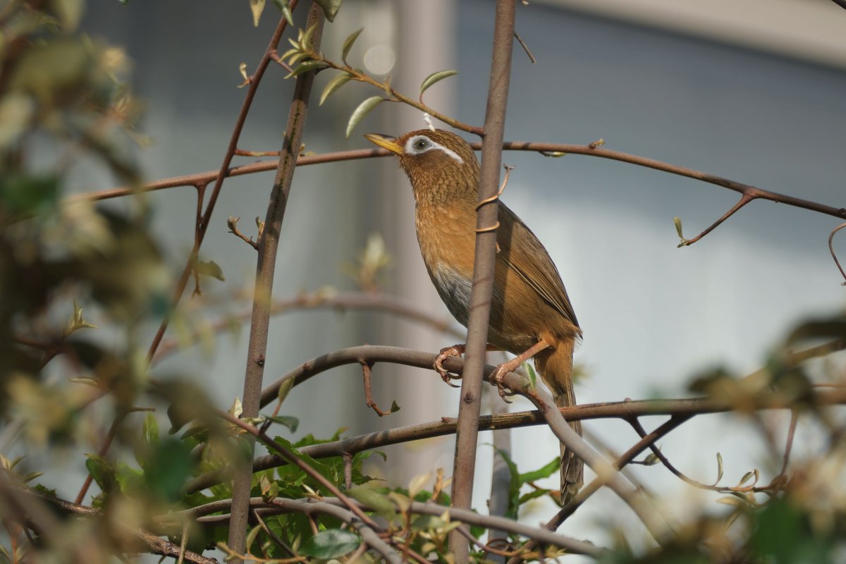 も一つ外来種。しかも、特定外来生物のガビチョウ。X-H2S+XF 1.4TC+70-300mm　数日前にズーラシアに遊びに行った知人が、そこで見かけたと言っていたのですが、うちの近所にもいたか。