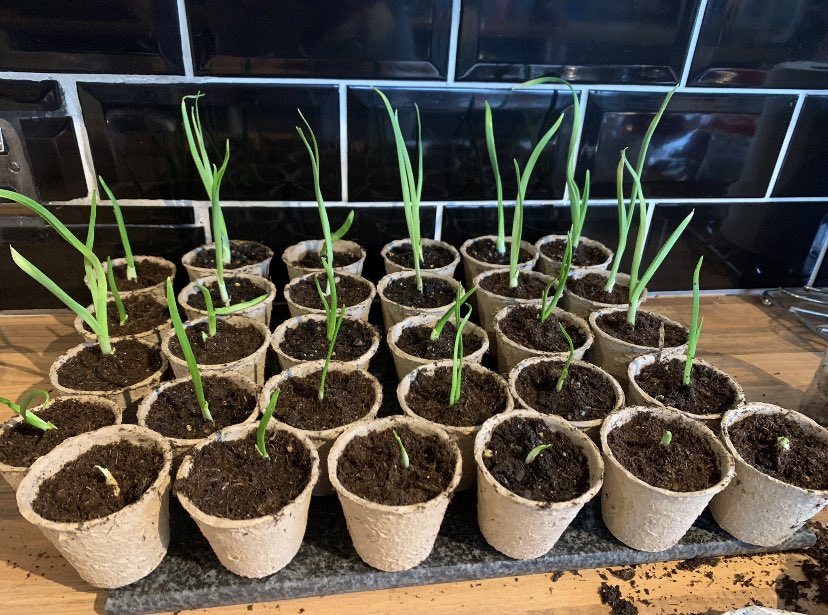 It may be the Easter Break but we are working hard on our @SuffolkShow gardening box. Lots of garlic is growing nicely! 💜
