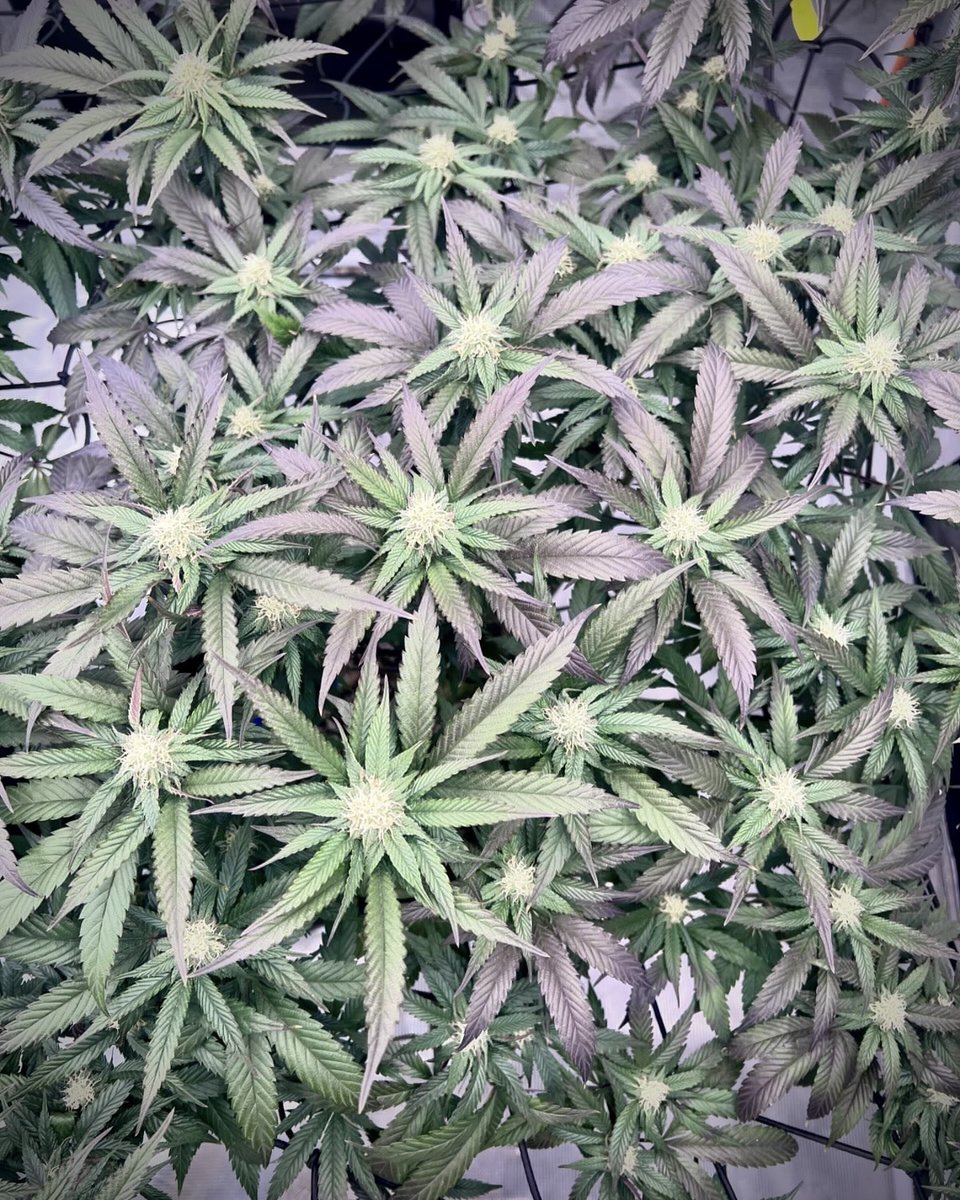 Jonás Zarate  tweet media