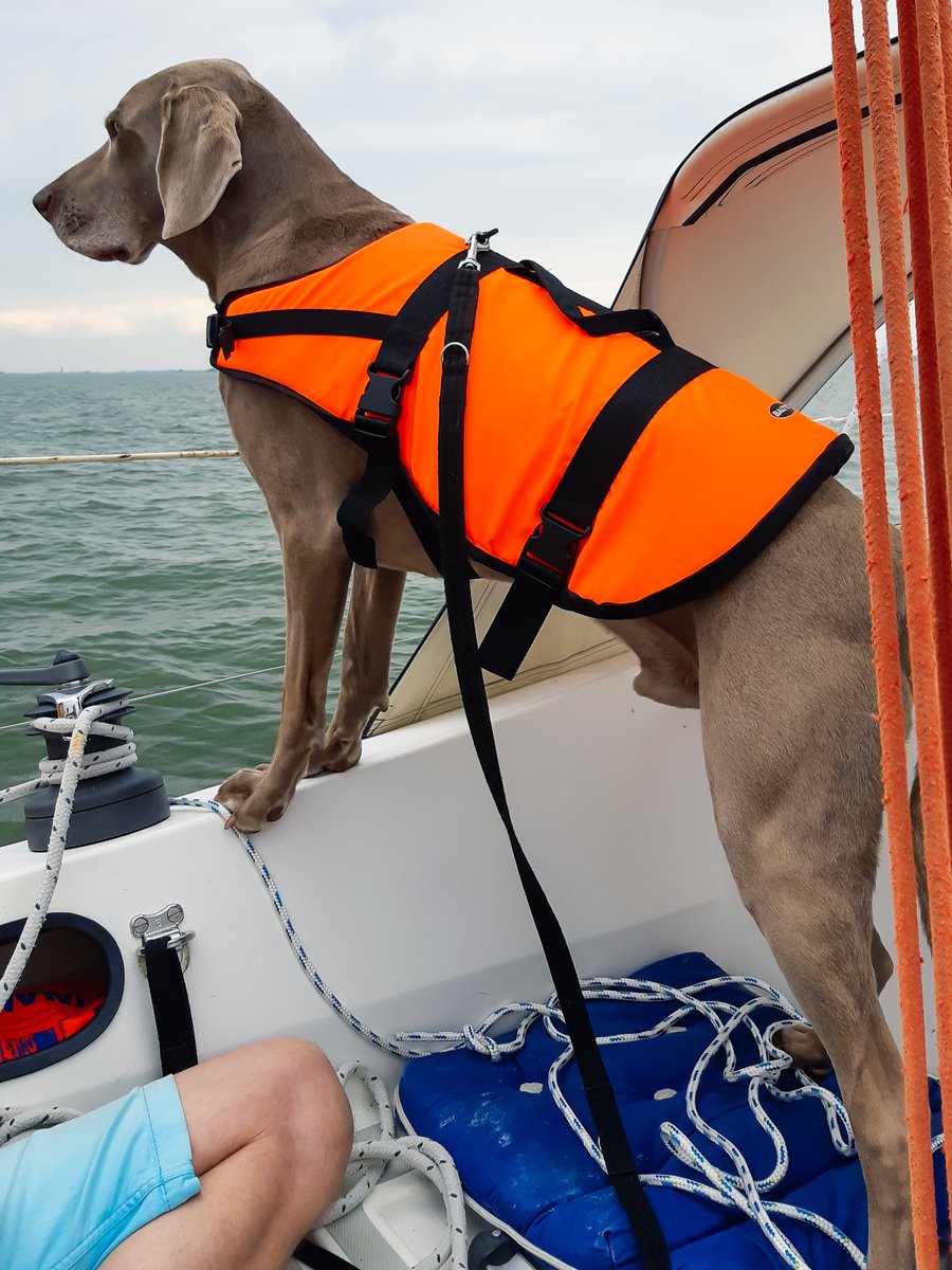 Een goed passend zwem/reddingvest is een must voor mens en dier. We hebben er een paar in de aanbieding, wees er snel bij want OP=OP! Opsturen of afhalen in Bussum.  GoSailing.nl #zwemvesten #zeilen