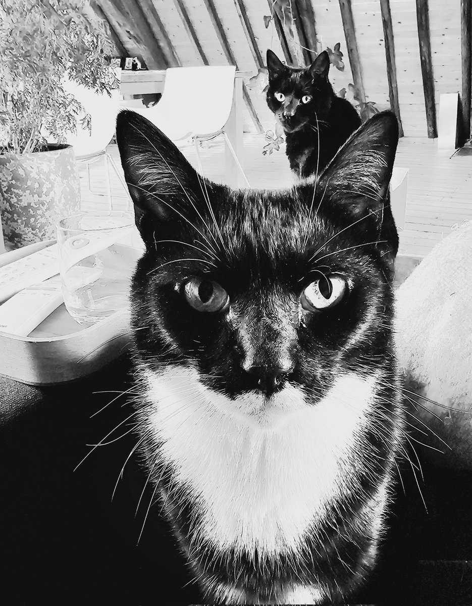 Happy #tuxietuesday! ~ Edgar Poes 
#CatsOfTwitter #cats #tuxedocats #CatsOfX