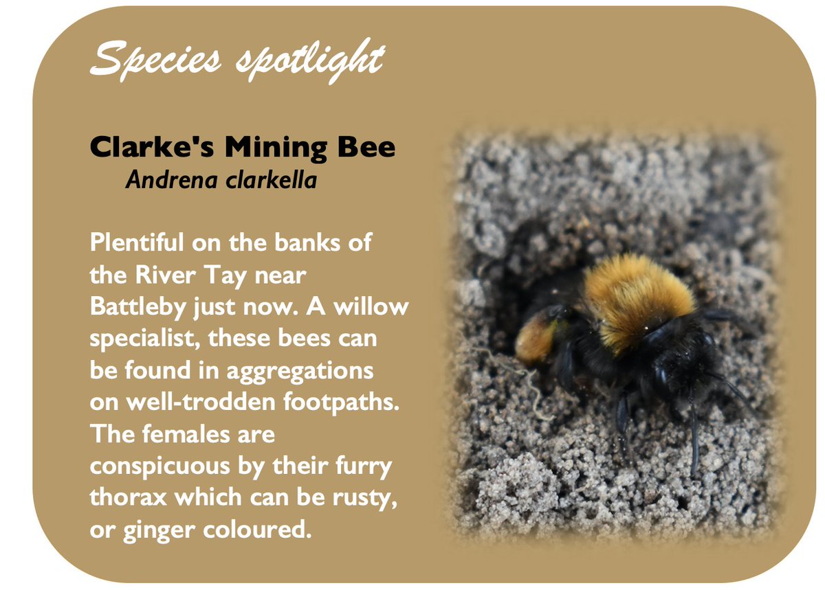 Clarke’s mining bees are worth looking out for at this time of year. They forage on willow catkins in spring, and can form large nesting aggregations. #pollinators