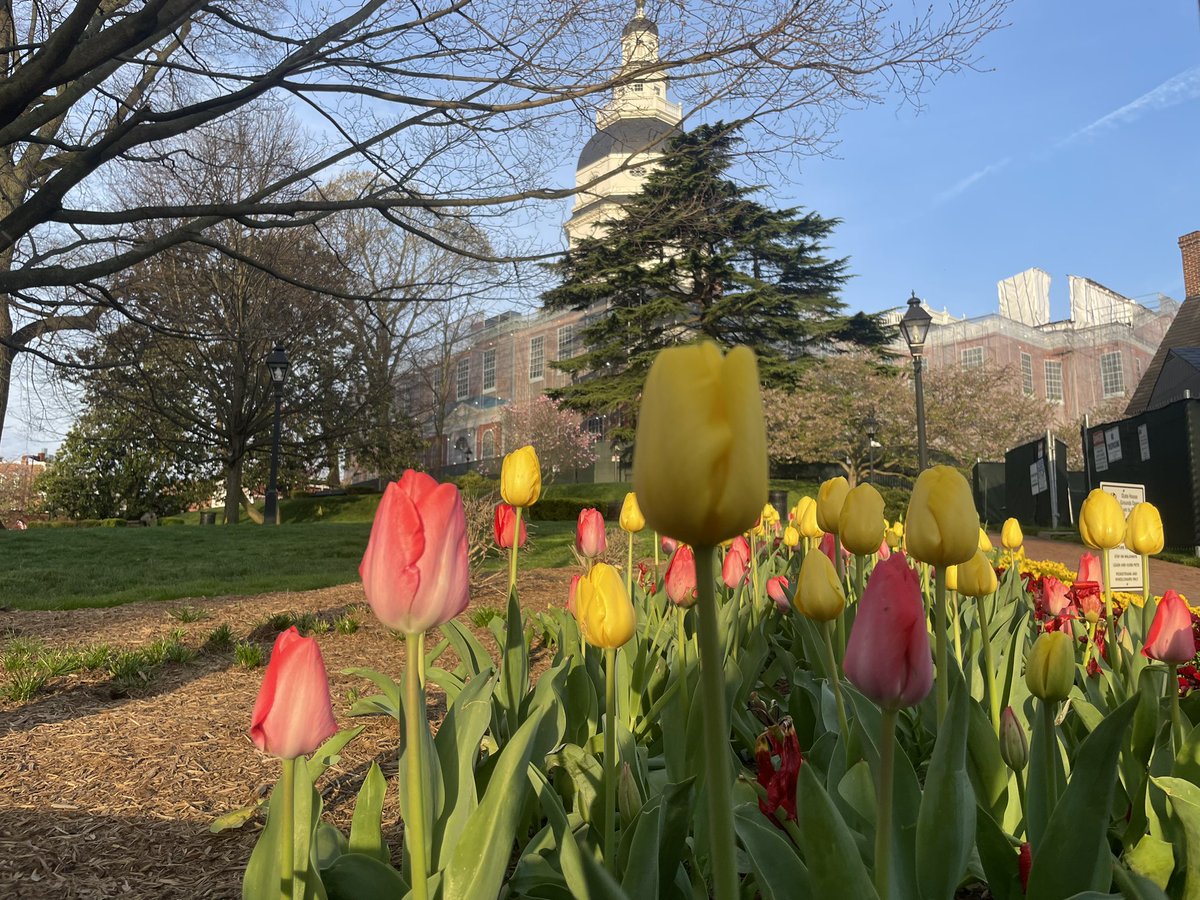 Good morning! After a little nap, I’ll be back live on @FOXBaltimore & @7NewsDC this morning to round up Sine Die and show you everything that happened inside the State House last night 🌞 💐