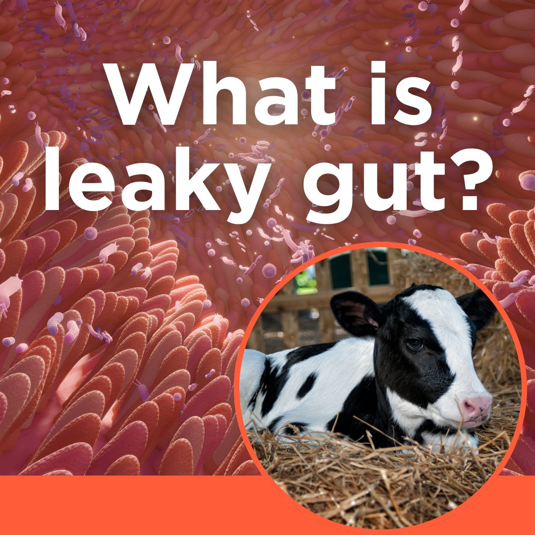 What is leaky gut? 
Find out more using the link below:
farmiq.co.uk/course/nationa…

#nationalyoungstockconference2023 #farmiq #youngstock #animalhealth
@cowmanagement