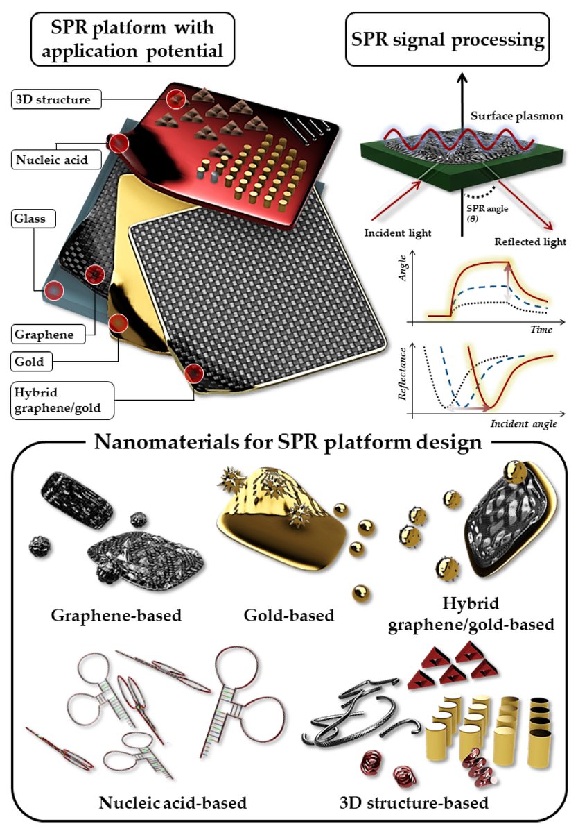 #Review Recent Advances in Surface Plasmon Resonance Sensors for Sensitive Optical Detection of Pathogens by Joon-Ha Park, et al. doi.org/10.3390/bios12… @MDPIOpenAccess @ChemMatSci_MDPI @CAU_News #SPR #opticalsensor #grapheneoxide #gold #nucleicacid #openaccess