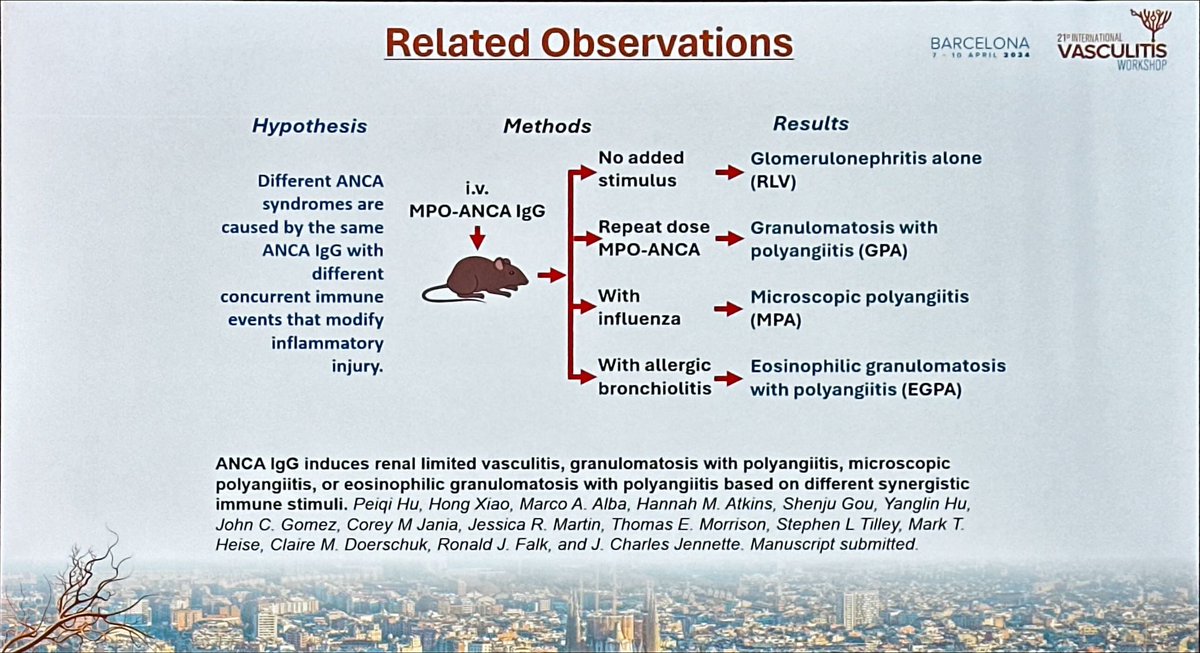 New model of murine #ANCA associated vasculitis: optimization of the immune stimuli used allows to cover more phenotype of the #AAV disease. Dr. C. Jennette #vasculitisBCN2024