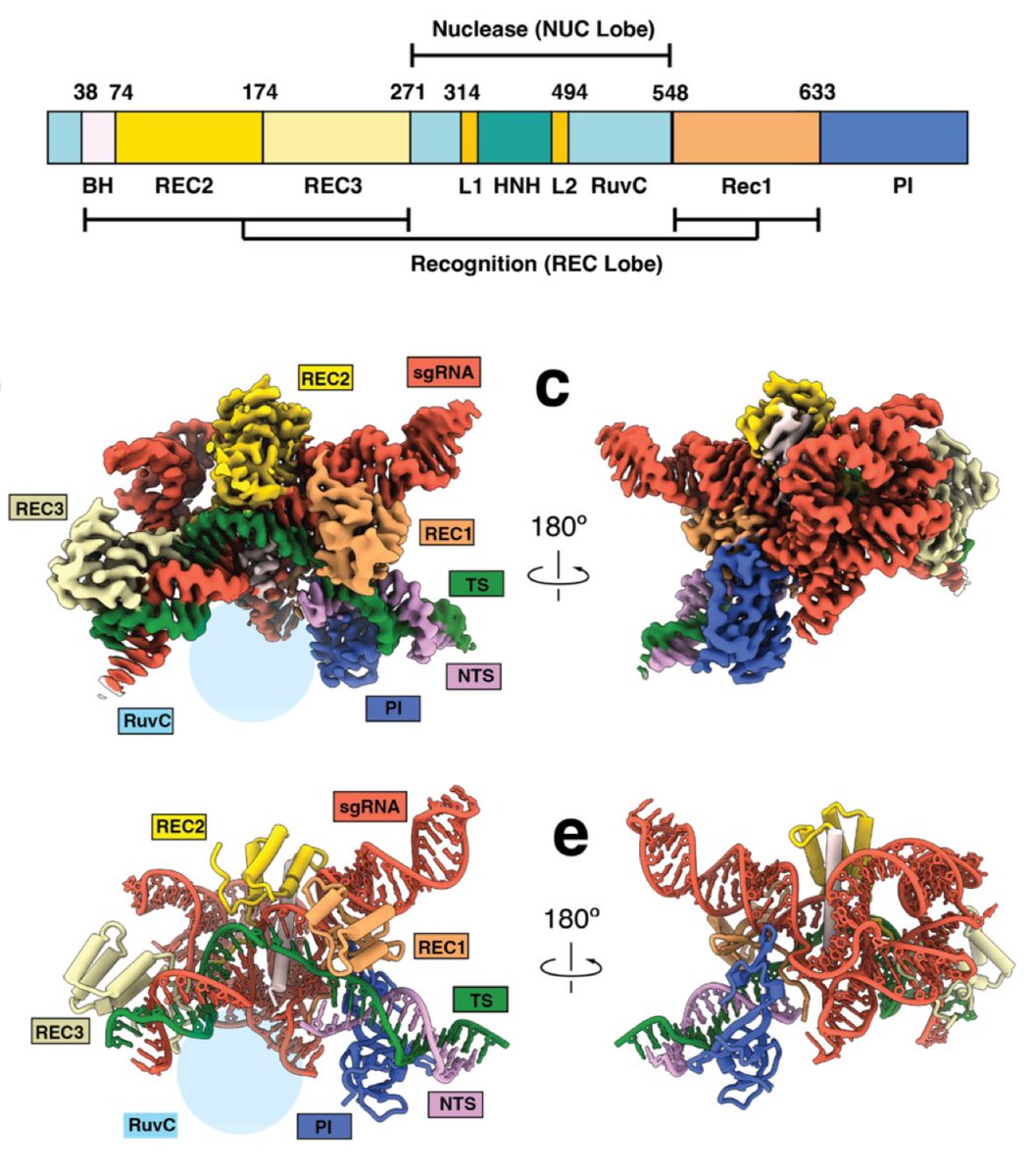 Check out our new work by fabulous grad student Rodrigo @TexasScience @ut_mbs! Guide RNA folds into gnarly geometry to tether tiny protein domains together. Fun collaboration with @metagenomi! DNA targeting by compact Cas9d and its resurrected ancestor biorxiv.org/content/10.110…