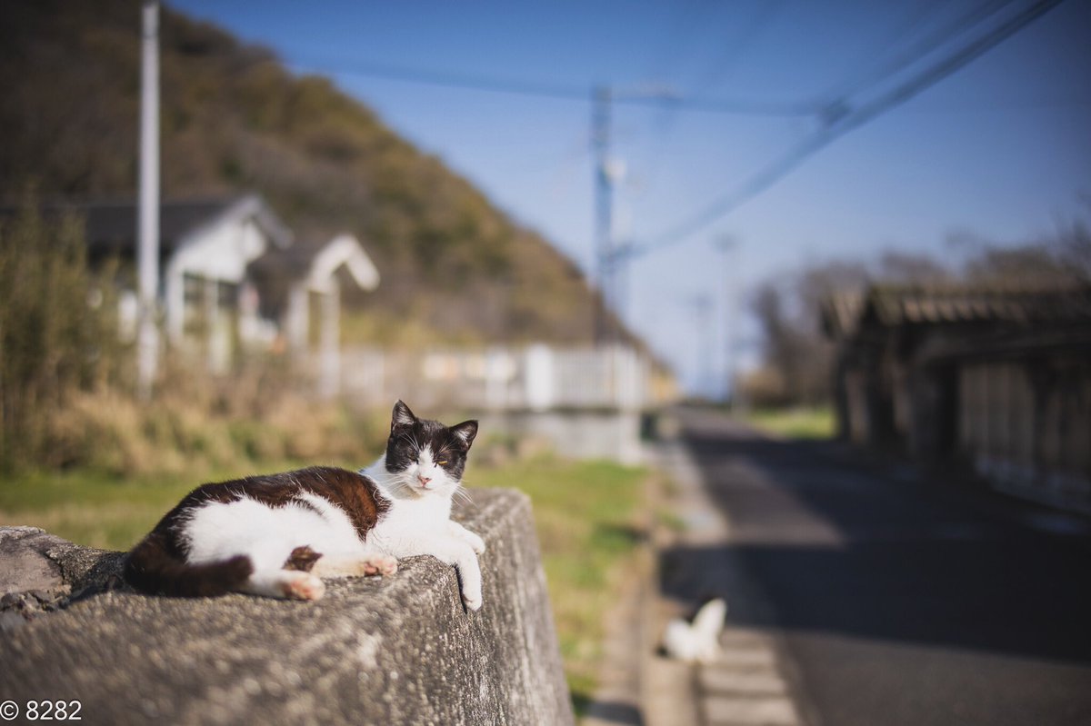 島猫
#猫　#ねこ　#cat