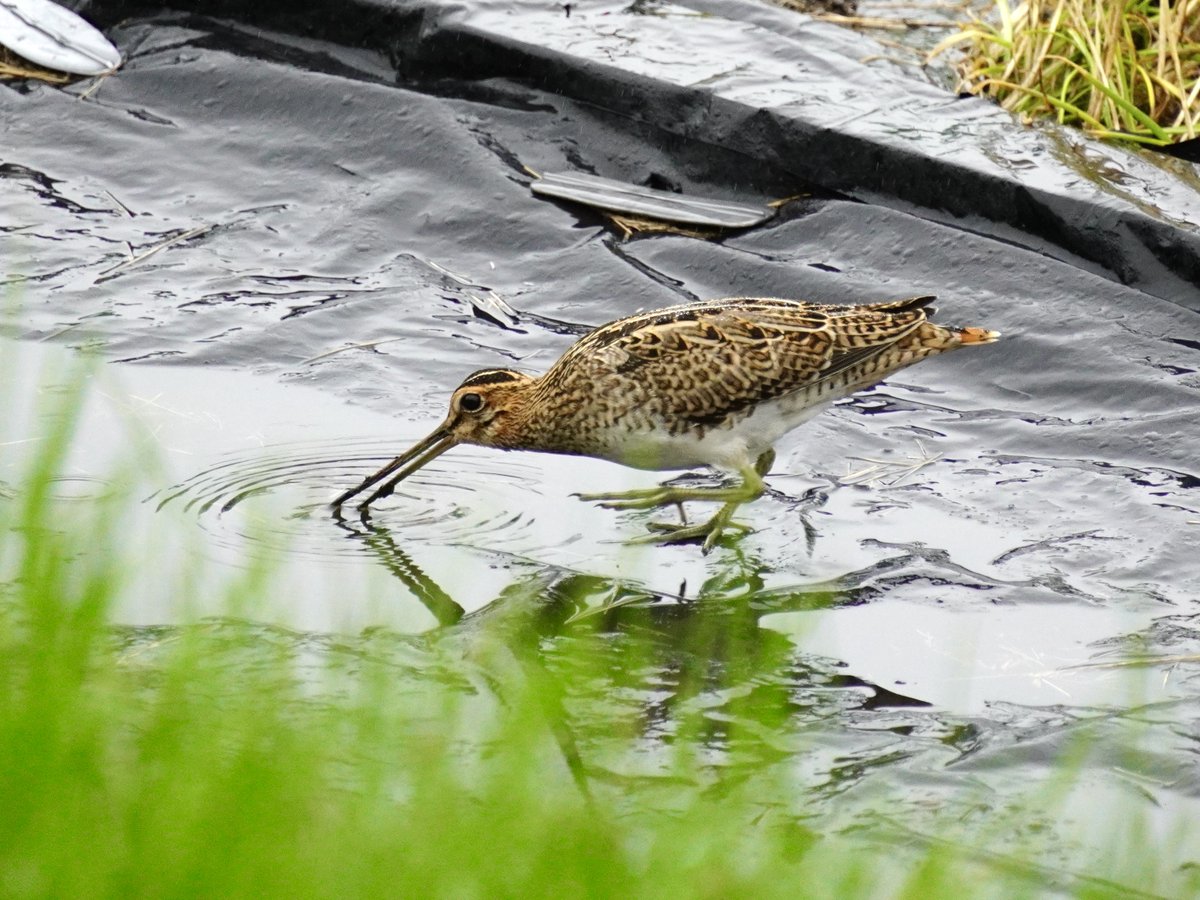 🐦水を飲む『#タシギ』と水の波紋

なぜか、家の畑を訪れたタギシくん、
黒いビニールシートに溜まった水を飲んでいました。
クチバシが異常に長〜い。

#鶴居村