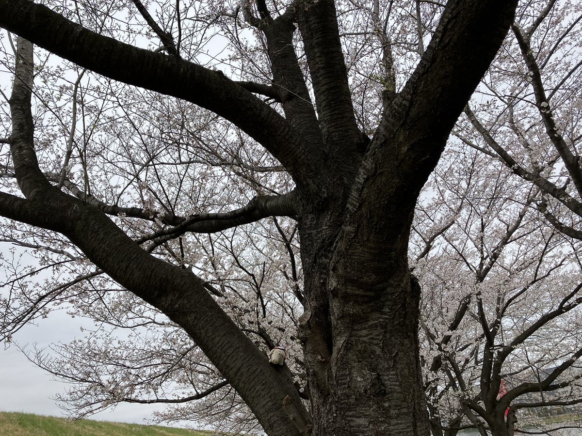 nyoropichi's tweet photo. 私を探さないでください…🐖
#バムセを探せ #ぬい撮り #桜2024 #bamse #bamsen #gris #grisen https://t.co/mlerGtlxj1