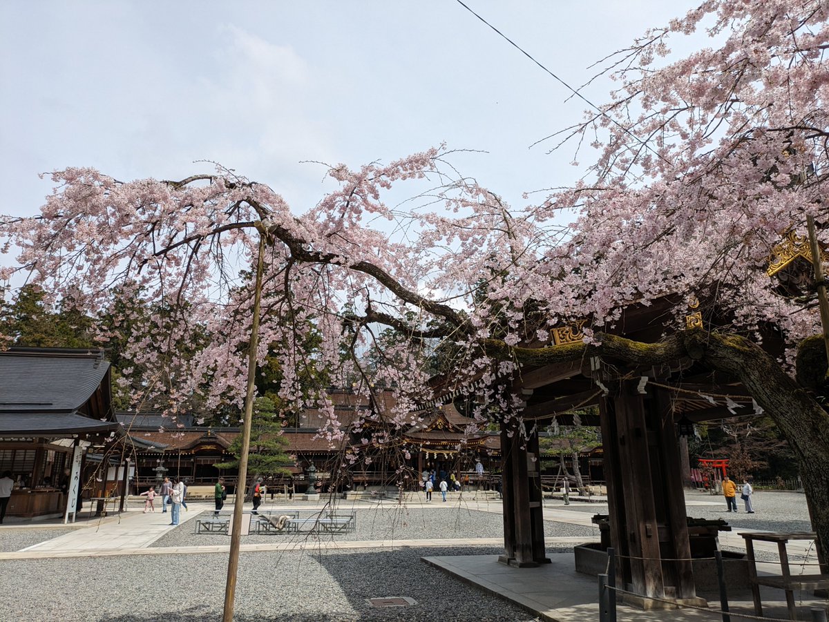 🌸多賀大社境内の枝垂桜が満開!