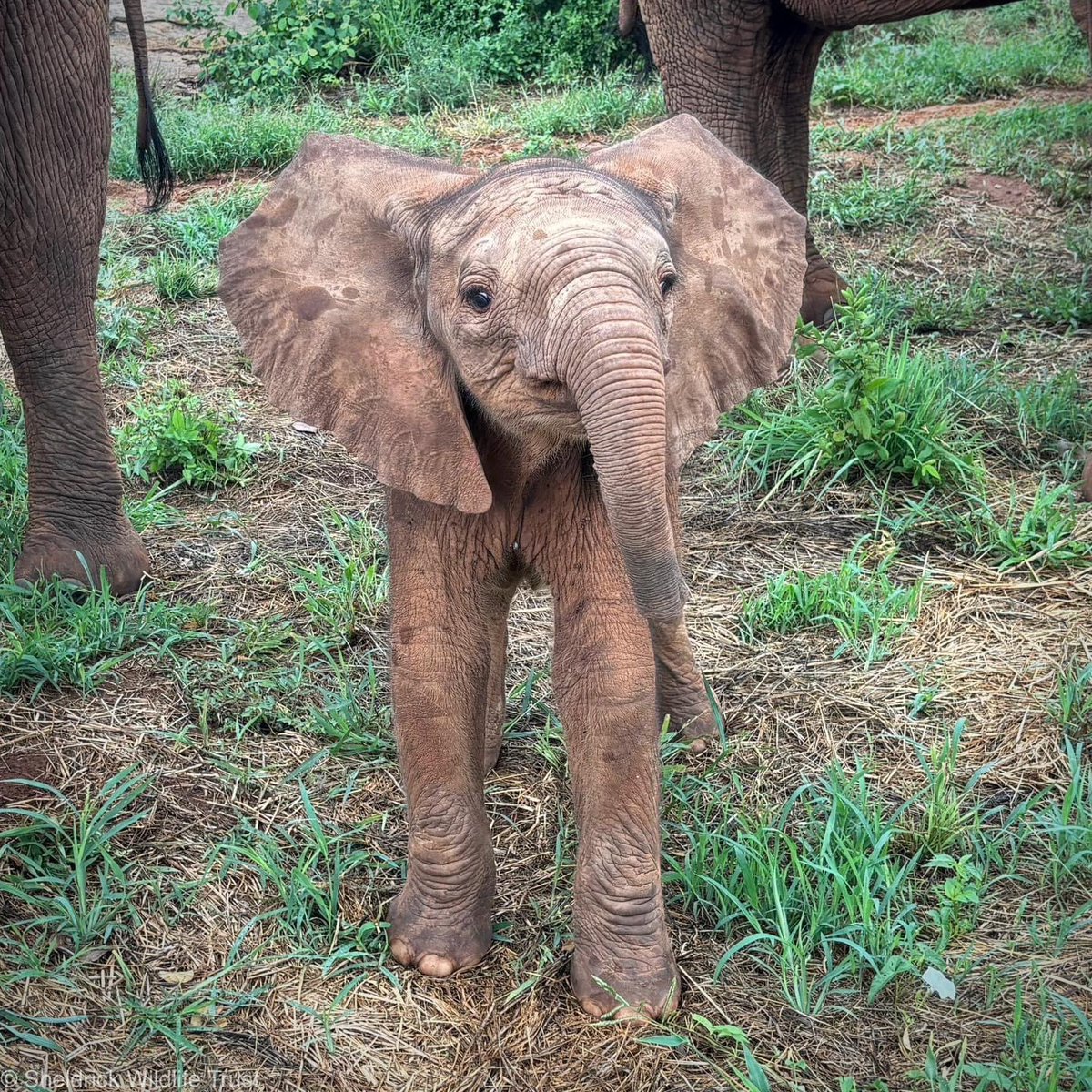 SheldrickTrust tweet picture